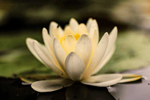 Yellow lotus flower image